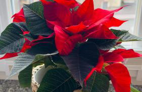 Apartament Azzurro - Old Town - Foto 3