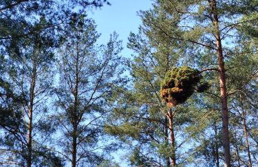Leśna Chata kuracyjna nad rzeką z sauną w Borach Tucholskich - Foto 37