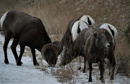 Lone Mountain Retreat - Foto 34