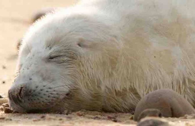 Stone Cottage Norfolk , Lovely Family Cottage - Foto 43