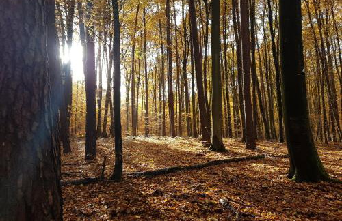 Villa Stare Osieczno - Foto 60