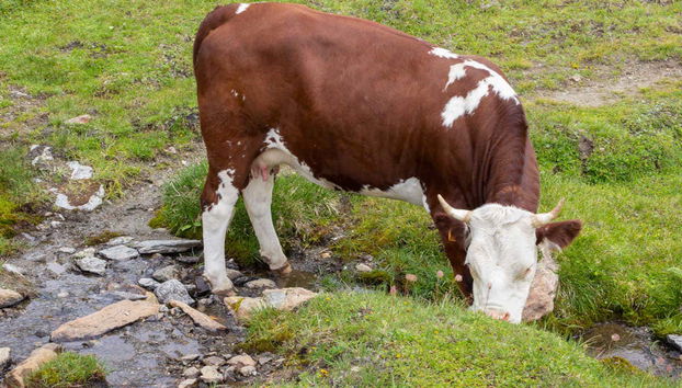 Gran Paradiso National Park Carriage Tour - Foto 5