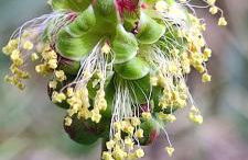 Ollar do Cido - Foto 54