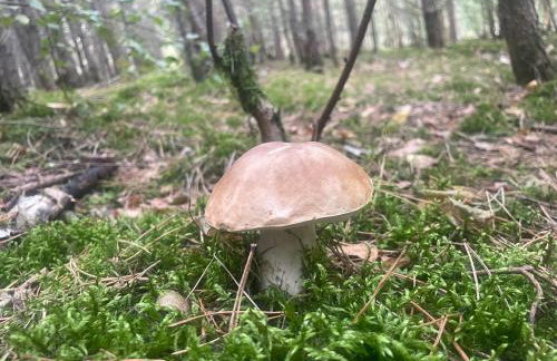 Zielona Ostoja - domek z prywatnym pomostem przy Obrzycy - Foto 19