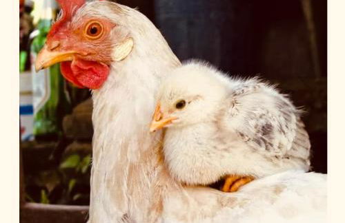 Cascina Burroni - Foto 2