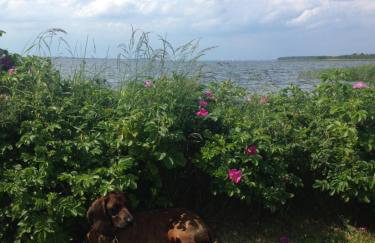 Urlaubsglück Familien- & Hunde-Paradies - Foto 29