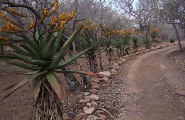 Fish Eagles Nest - Foto 9