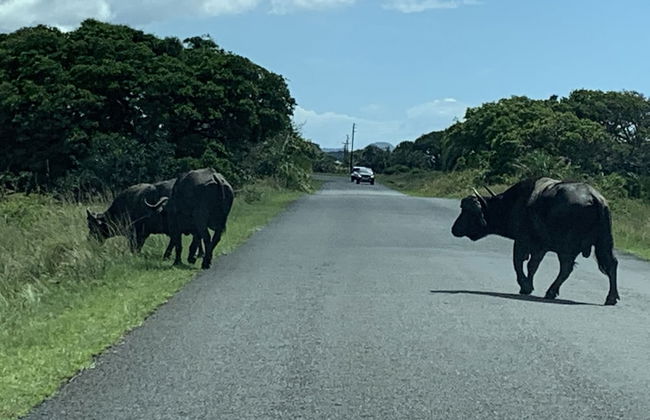 Perna Perna St Lucia - Foto 24