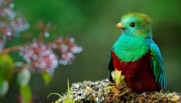 Semuc Champey, Cobán y el santuario del Quetzal en 3 días
