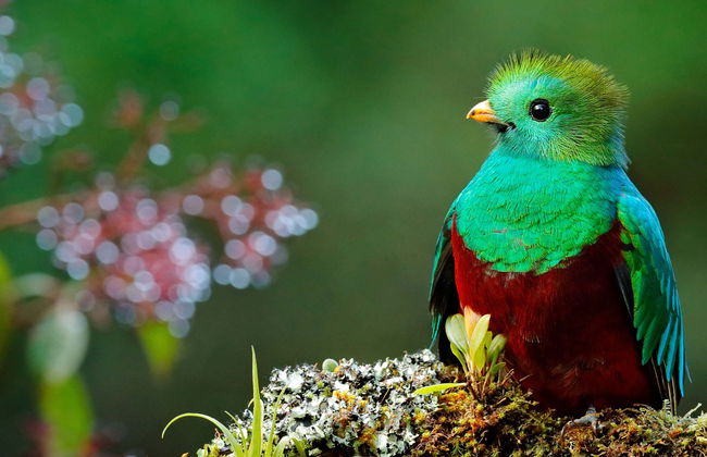 Semuc Champey, Cobán & Quetzal 3-Day Tour - Foto 4