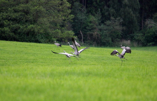 Holiday Home in Lohmen for 4 Person - Photo 29