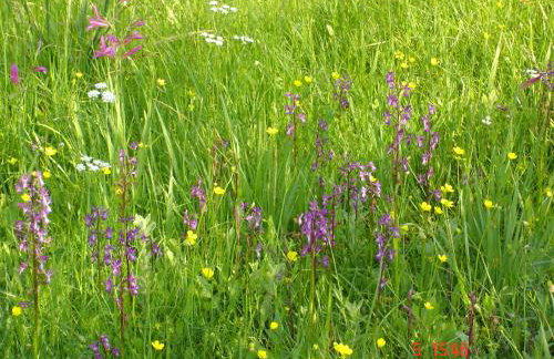 Aroggia Farm - Foto 49