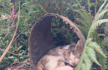 ZALASEK Gospodarstwo Agroturystyczne z Alpakami - Foto 31