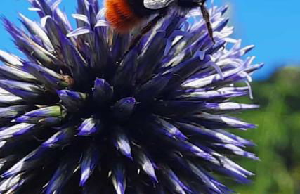 Neugärten - Foto 26