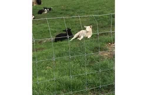 Castle Apartment "Cook" - Photo 13