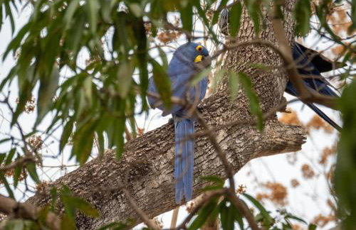 Barco Casa Pantanal Toca da Onça - Photo 58