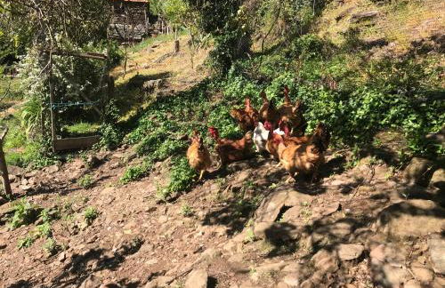 Casa do Volfrâmio - Foto 28