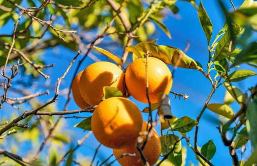 Modern Family Farmhouse with Pool, Jacuzzi, Putting Green, Treehouse, Bocce and more - Foto 53