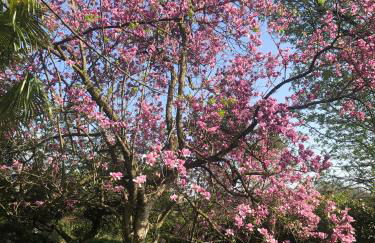 Il Pioppo Antico - Photo 34