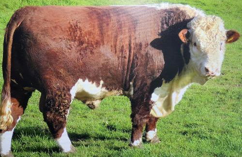 stylish and modern Spacious 2 bedroom apartment - Photo 14