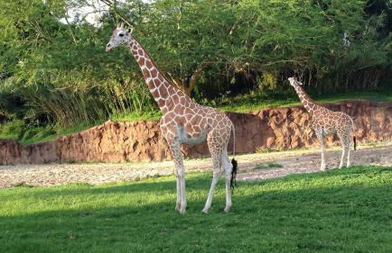 Grant Park Estate - Photo 46