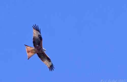 Monte da Calcadinha - Foto 17