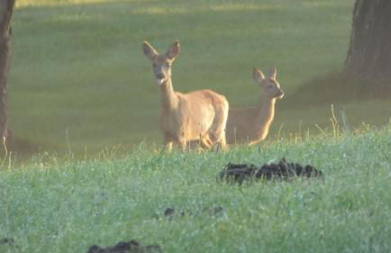 Gut-Rattelvitz-Galerie-D-hochwertig-Sauna-Kamin-eTankstelle-Spielscheune-15-000qm-Parkland - Photo 41