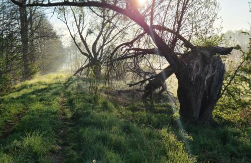 Siedlisko Dębinka - Foto 10