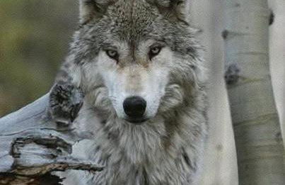 Gîte Le Petit Bois, près de Rocamadour, Padirac - Foto 35