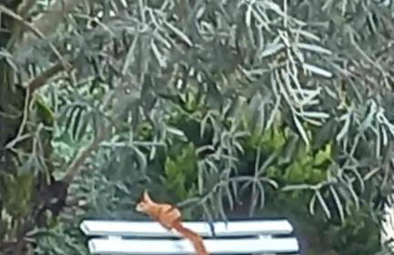 Les Jardins du castel gites Annick et Jean paul - Foto 28