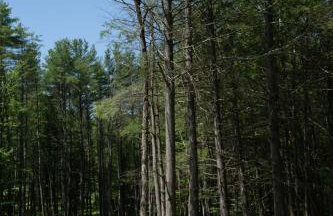 Luxe Modern Cabin with Pond, Fire Pit, Hiking, near Bethel Woods - Foto 39