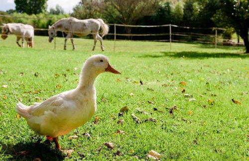 Gite Ferme d'Ervée de Saint-Roch - Foto 11