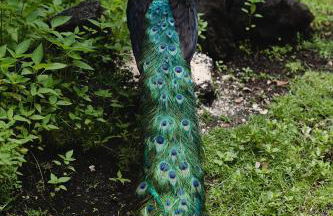 Hawaiian Sanctuary Eco Retreat Center - Foto 9