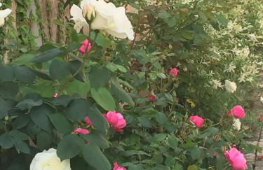 Rose Garden Studio - Foto 23