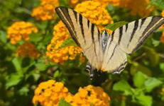 Al Civico 365 - Foto 24