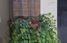 Cantinho do sossego - Photo 17