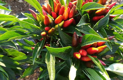 Agriturismo Torrevecchia - Foto 53