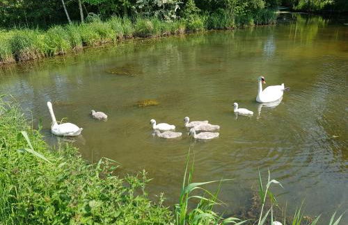 Ferienwohnung beim Bracksee - Photo 31