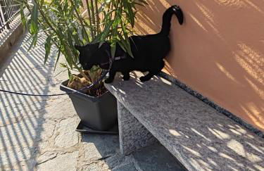 Apartment Cà Dai Noni - Family & Pet Friendly - Terrace - Near Lake Maggiore - Foto 53