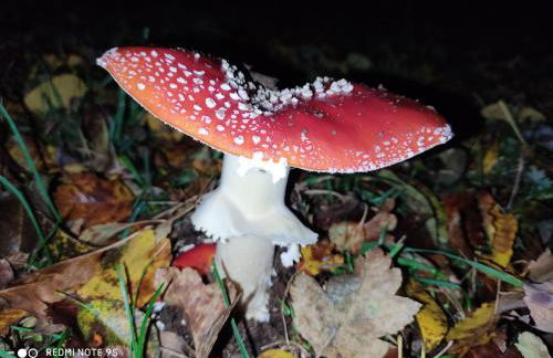 Gasthaus Piesau - Thüringer Wald - Rennsteig - Foto 49