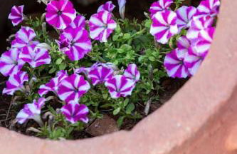 Villa Niovi - Photo 16