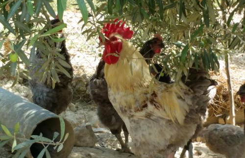 Casa Rural Cortijos San Jose - Foto 70