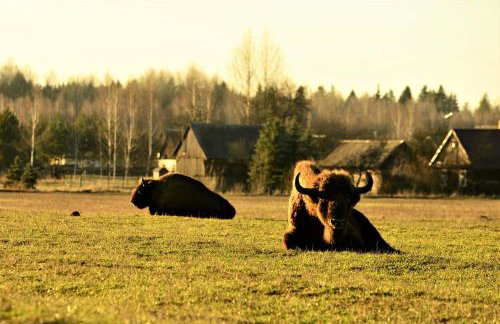 Białowieski Dworek do 10 Gości - Foto 41