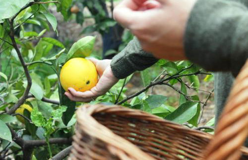 FINCA LA PLANTACIÓN _Agroturismo - Foto 34