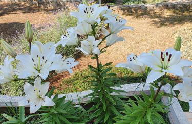 Holiday house "LEA" - Photo 43