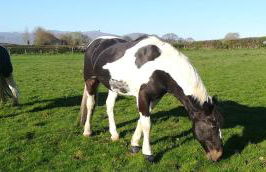 Harbour View Apartment - Foto 34