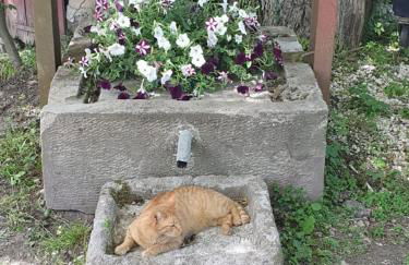 Lana Salta Alpakas - Gemütliche Gästezimmer auf dem Bauernhof - Foto 7