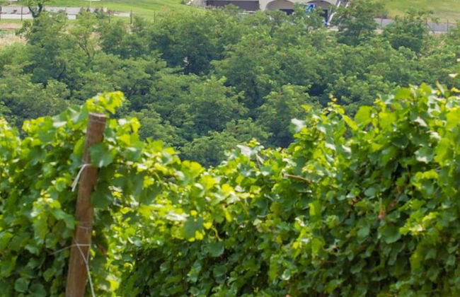 Prime Alture Wine Resort - Foto 32