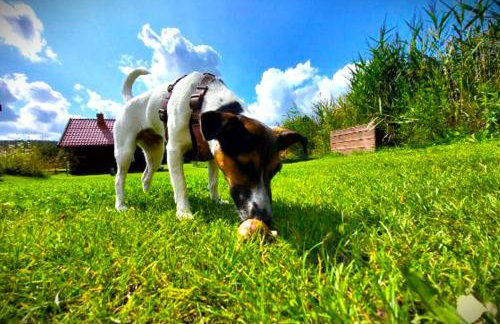 Pasterzewo 19 - Domki na Mazurach - Foto 76