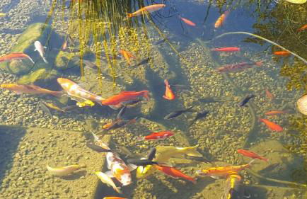 Moderne Komfortwohnung im Kurort am Rennsteig - Foto 29